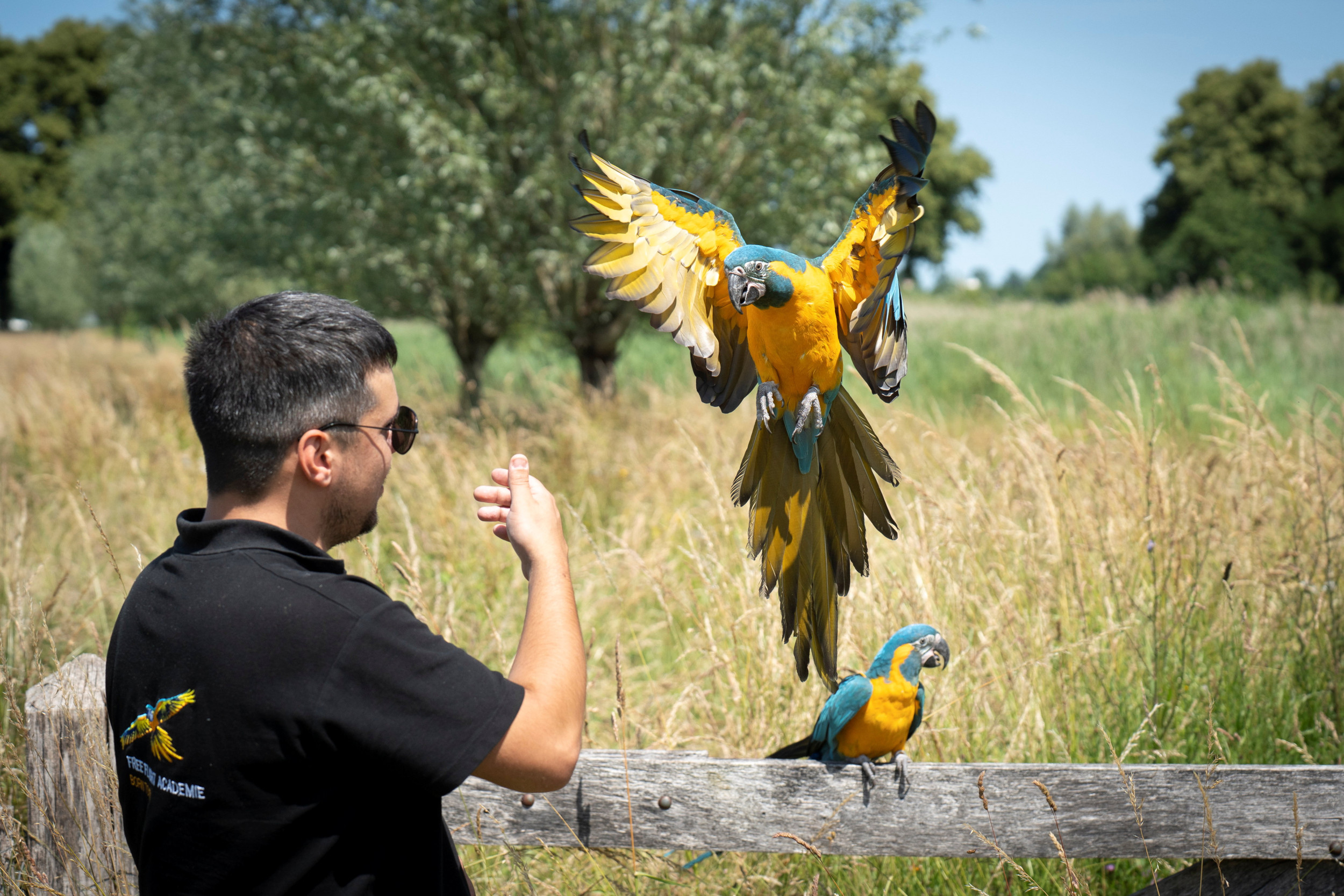GENDRINGEN. Araliefhebber Arian Paans en collega Youri Rog (op deze foto) van de Free Flight Academie laten hun ara’s buiten los vliegen en trainen anderen om dat te doen. beeld Niek Stam