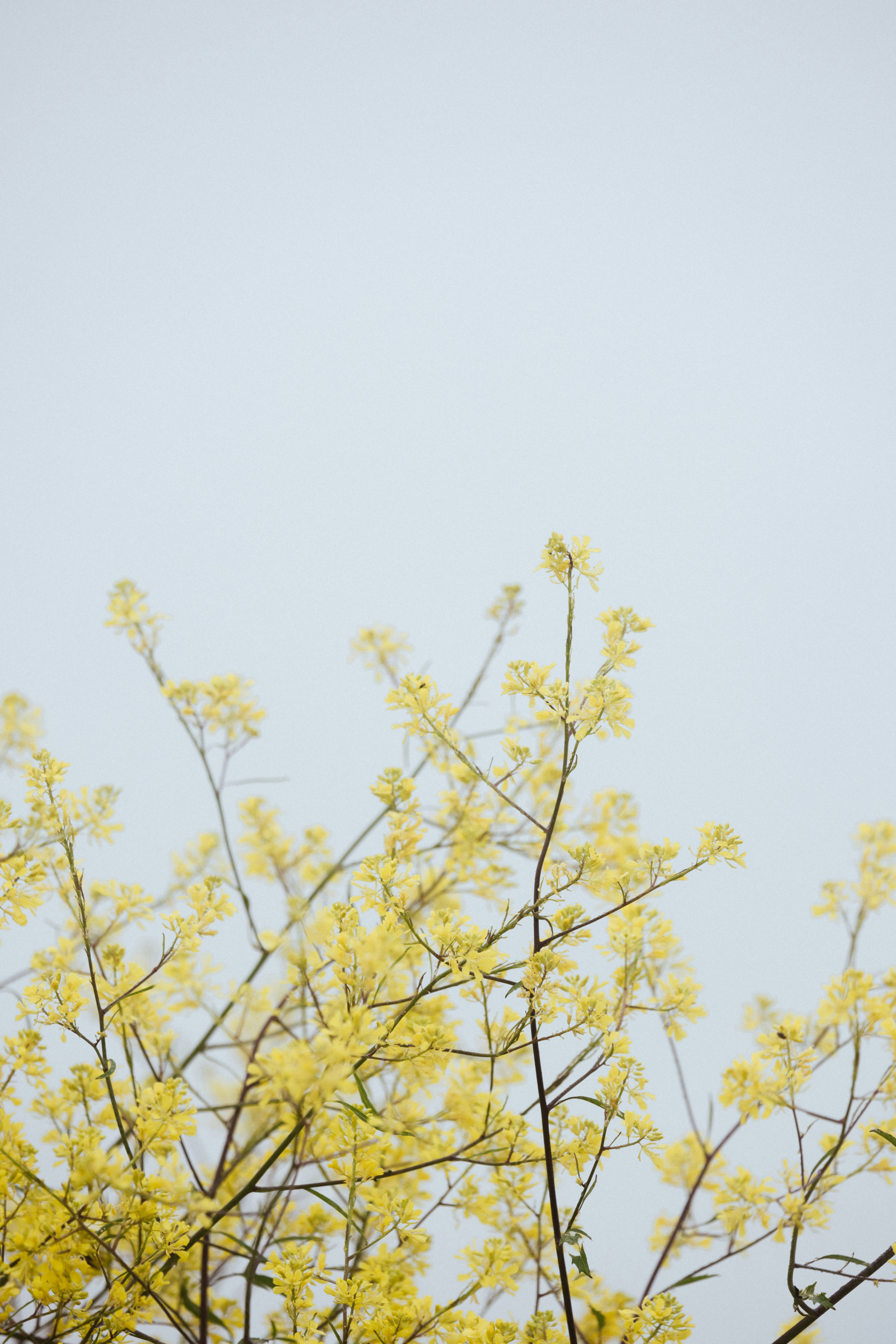 Groene takjes tegen blauwe lucht