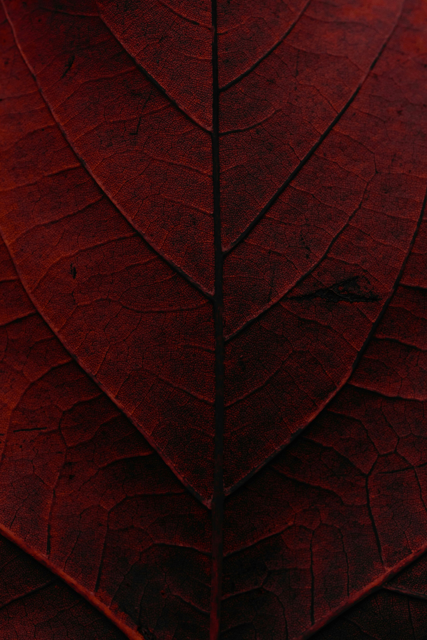 rood blad, ingezoomd op de nerven