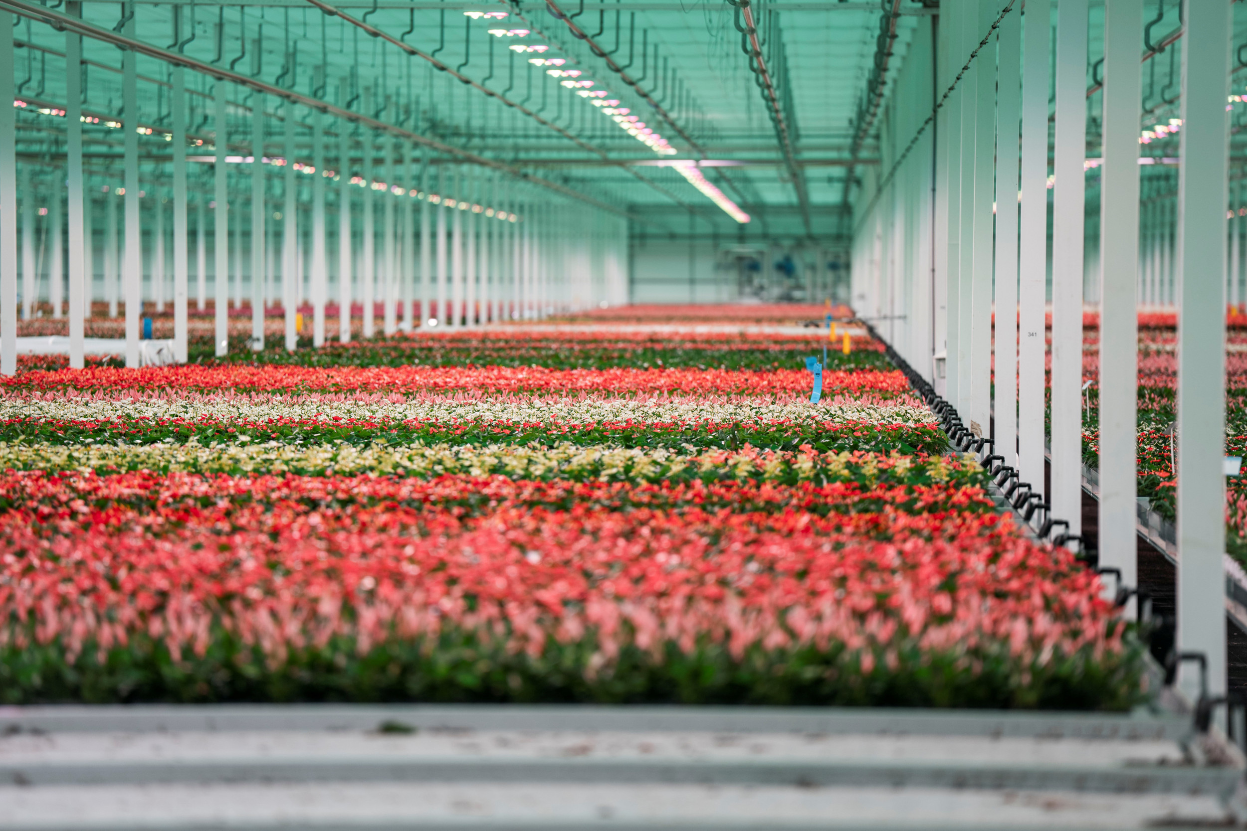 Rijen bloeiende planten in een kas, in de kleuren rood, wit en geel.