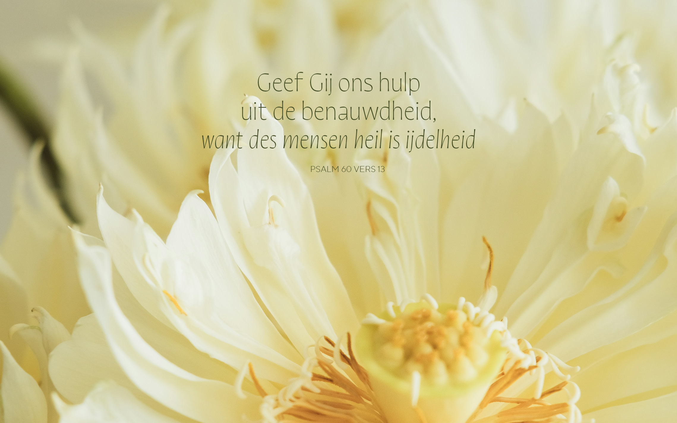 Een gele bloem met daarop de tekst uit Psal 60:13: „Geef Gij ons hulp uit de benauwdheid, want des mensen heil is ijdelheid.”