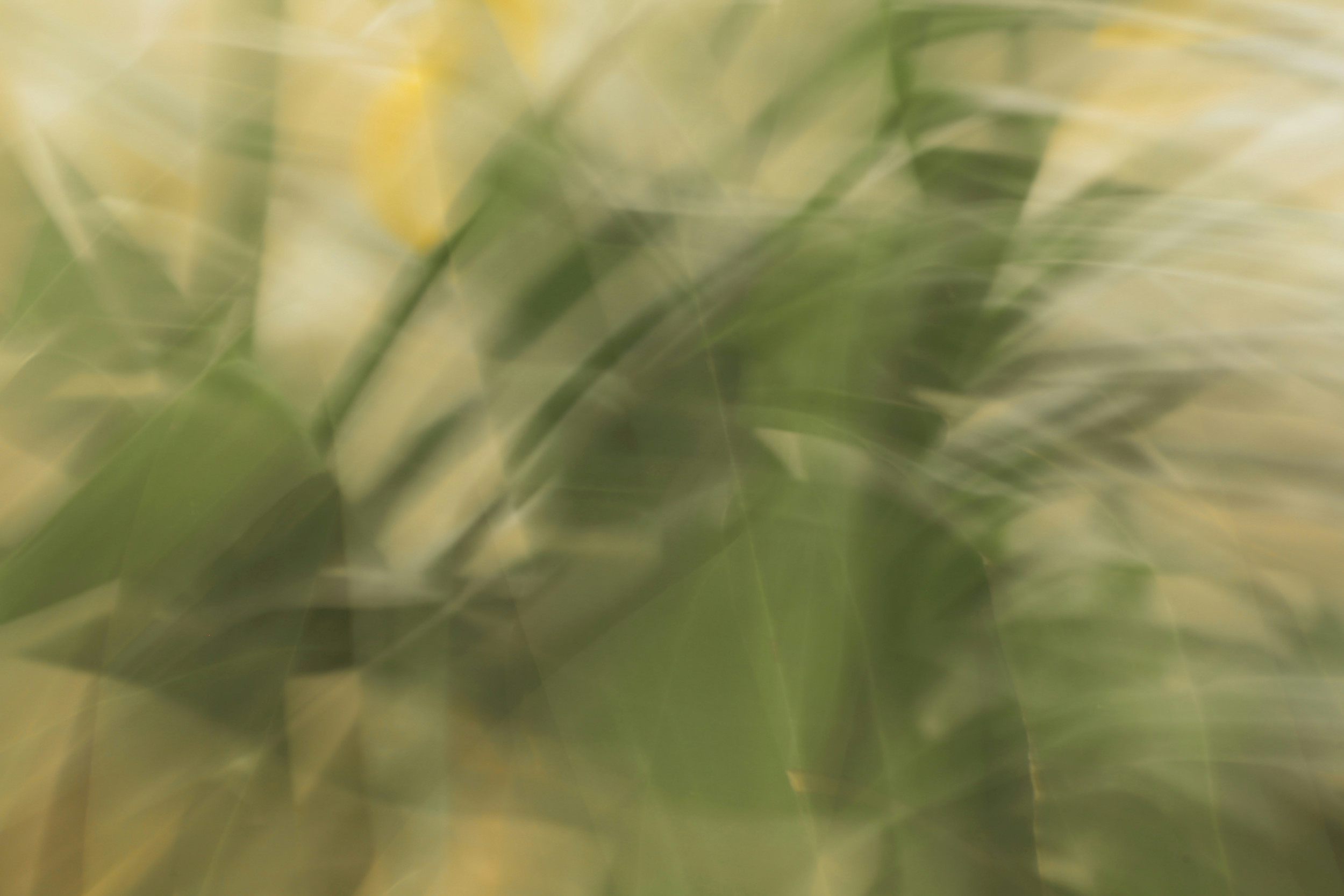 Beeld Unsplash