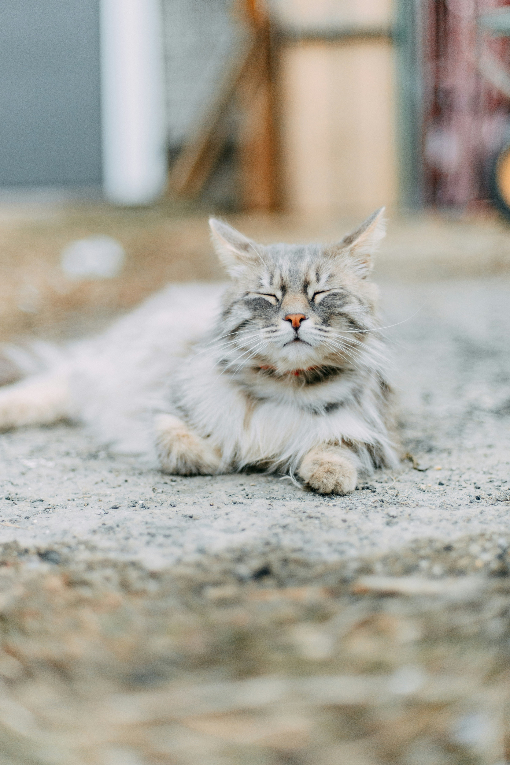 Beeld unsplash