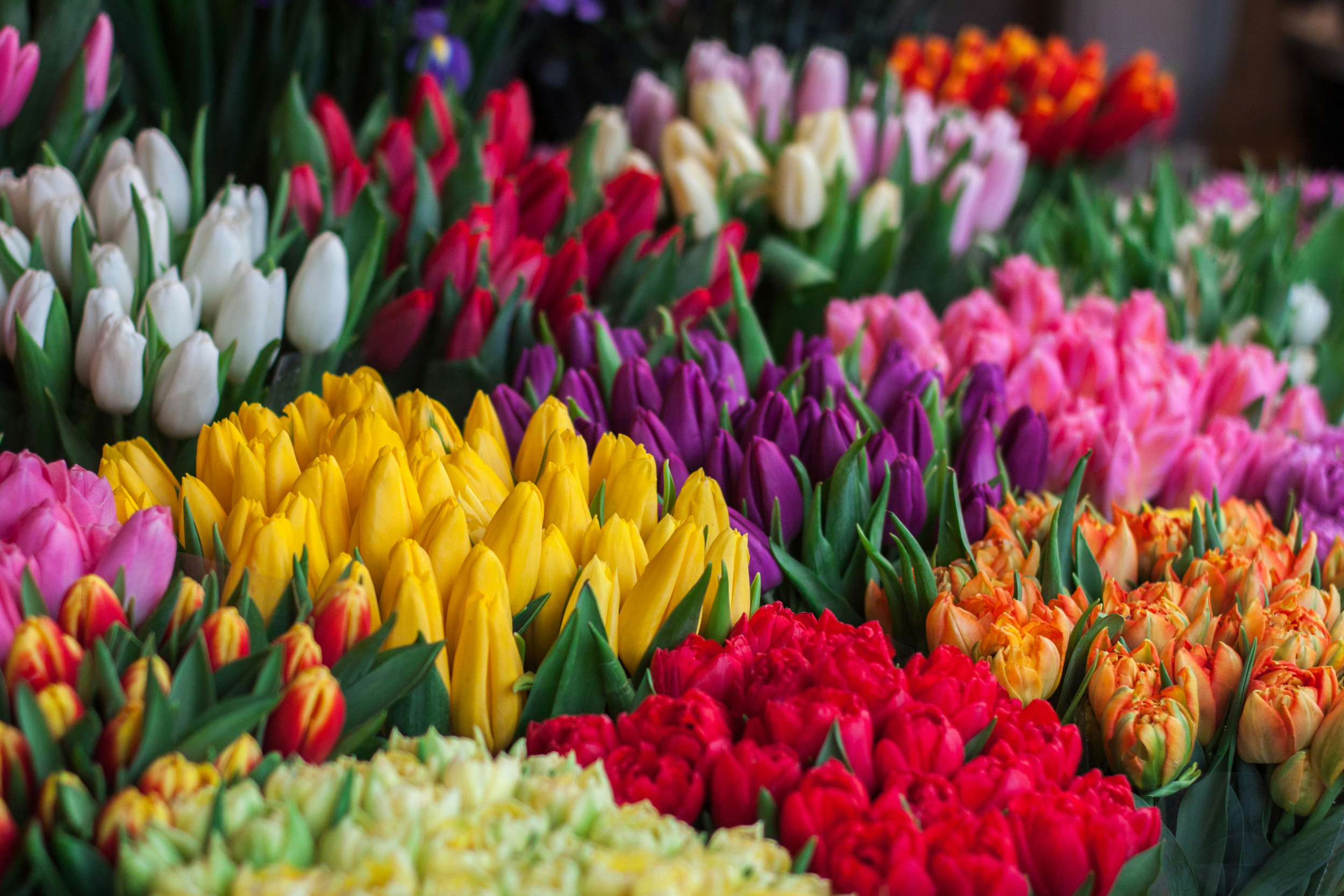 beeld Unsplash