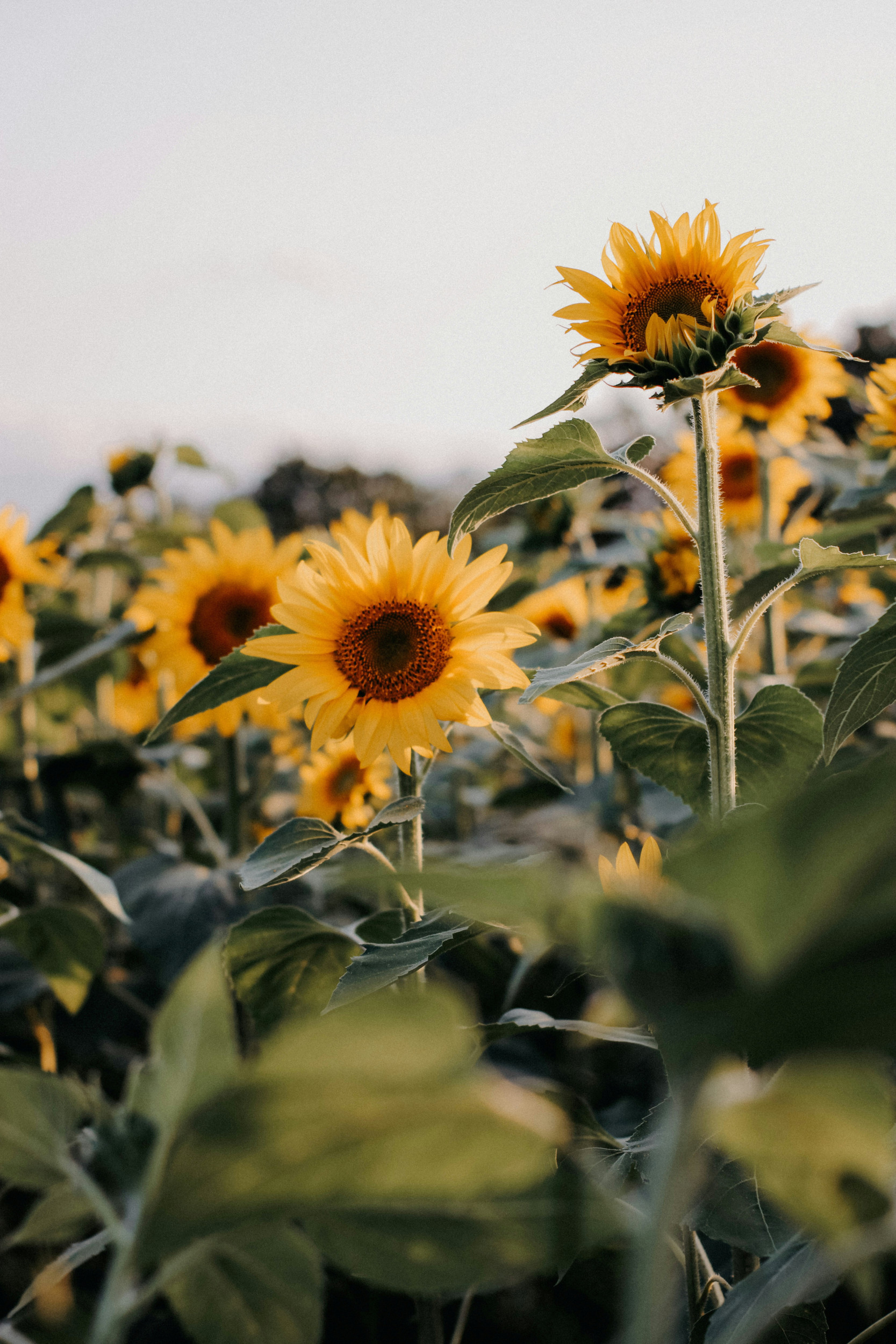 Beeld Unsplash