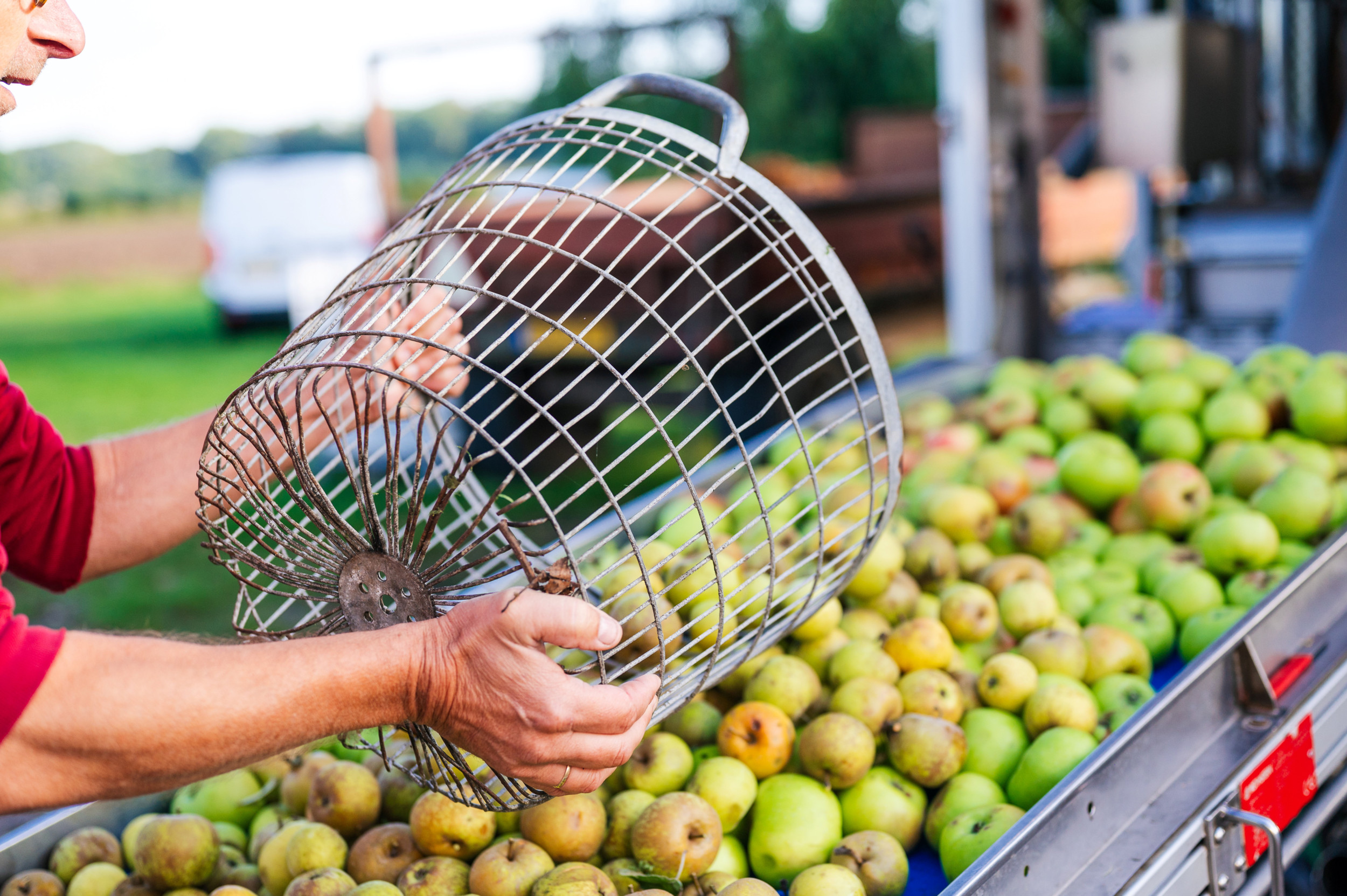 Voorraad appels op een transportband.