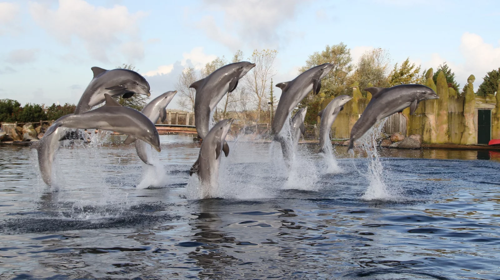 In het Dolfinarium kun je dolfijnen van dichtbij bewonderen...