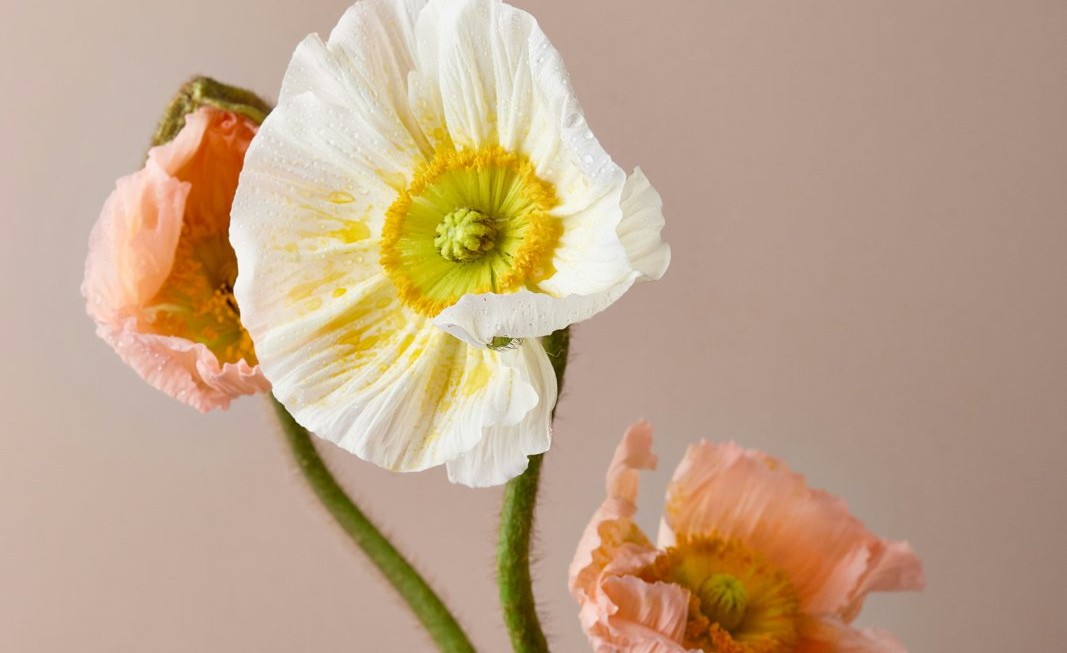 Beeld Unsplash